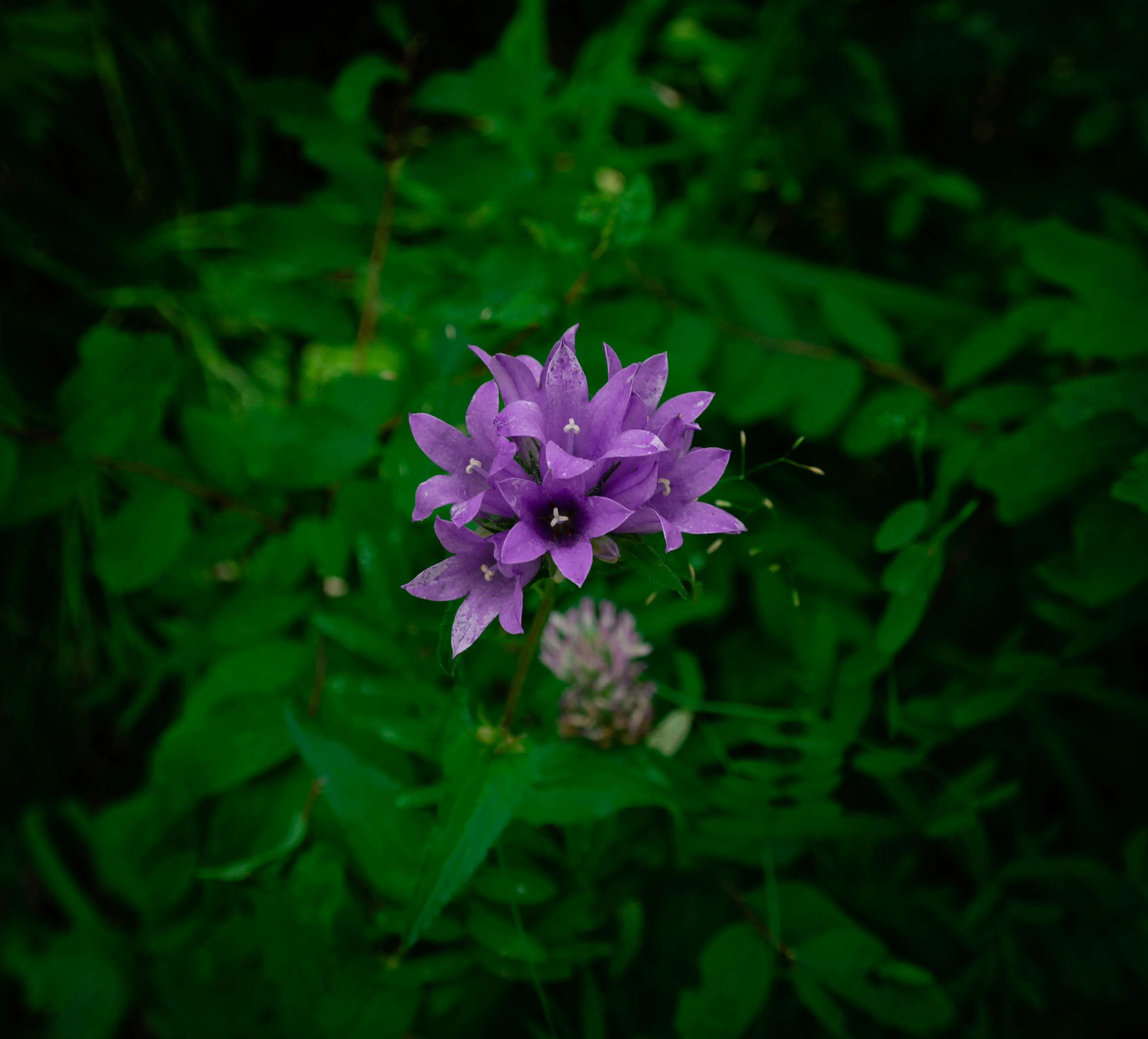 A purple flower in a garden.