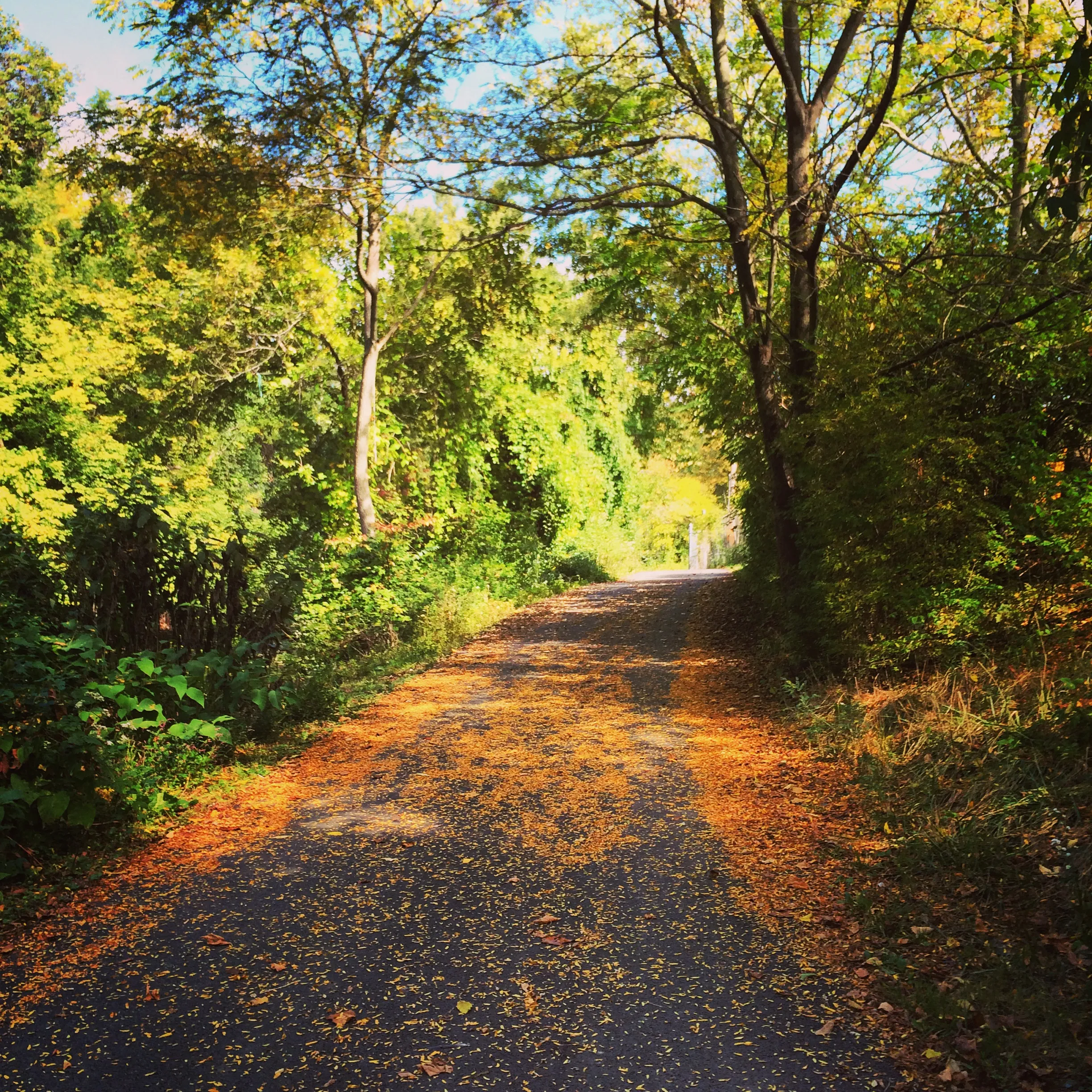 leaf-covered road